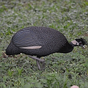 "Crested Guineafowl" St. Lucia, South Africa